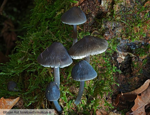 Mycena polygramma