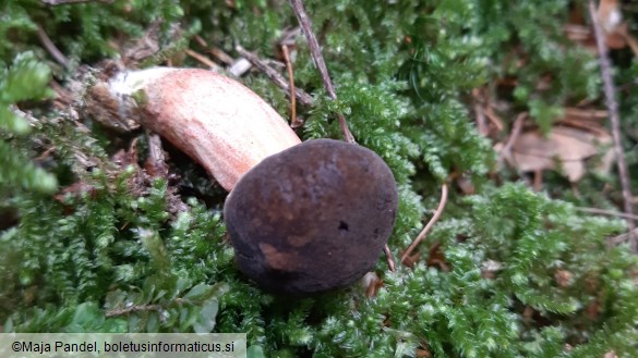 Boletus chrysenteron