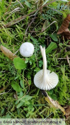 Hygrocybe virginea