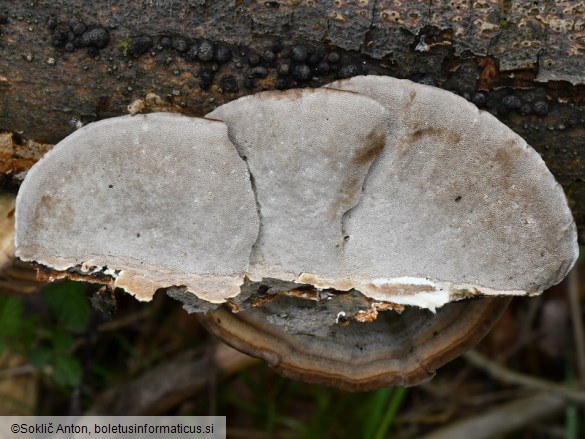 Trametes hirsuta