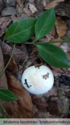 Hygrophorus penarius