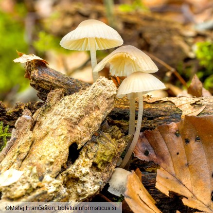 Mycena galericulata