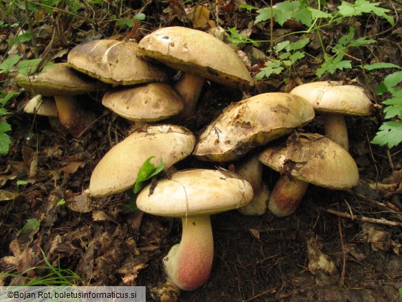 Boletus fechtneri