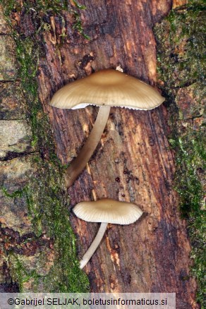 Mycena galericulata