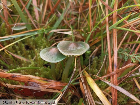 Hygrocybe psittacina