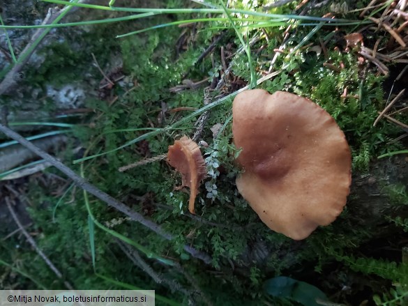 Lactarius lacunarum