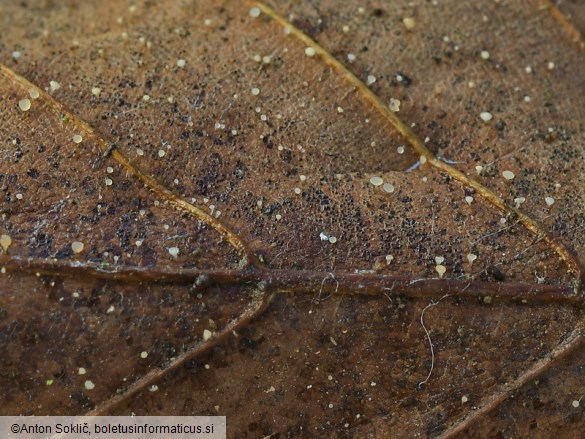 Hymenoscyphus albopunctus