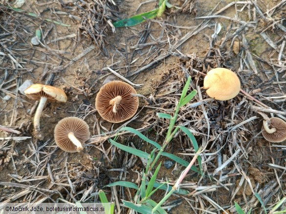 Agrocybe vervacti