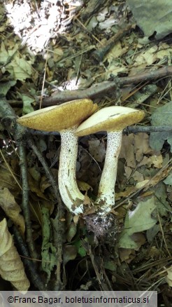 Suillus placidus