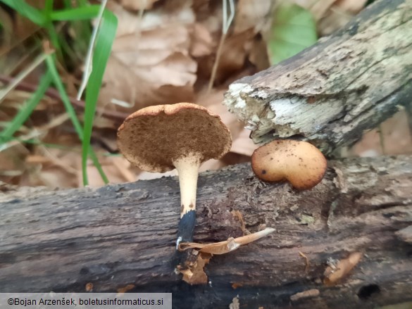 Polyporus varius