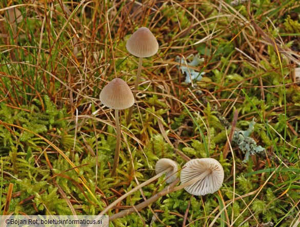 Mycena metata