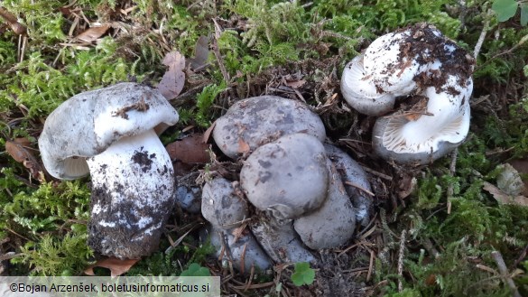 Hygrophorus marzuolus