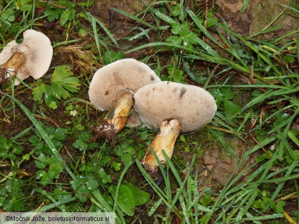 Suillus viscidus