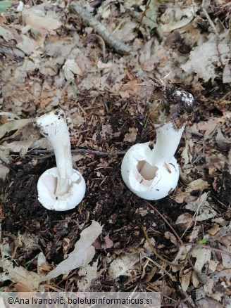 Agaricus sylvicola