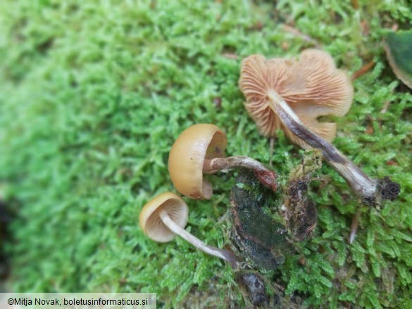 Galerina marginata