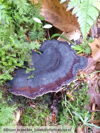Ischnoderma benzoinum