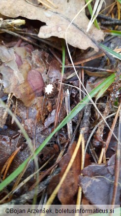 Cyathus striatus