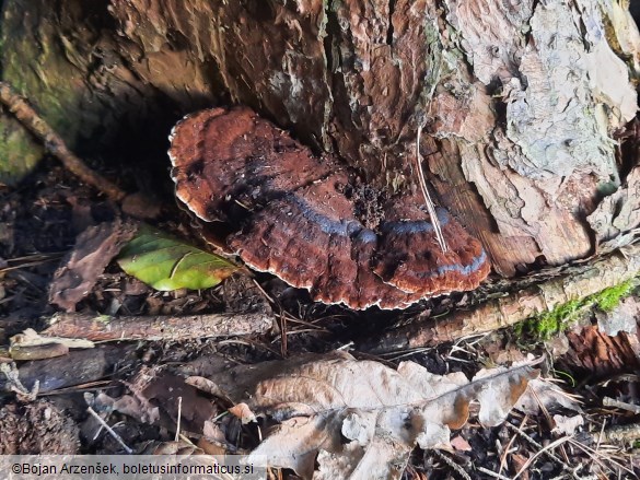 Ischnoderma benzoinum