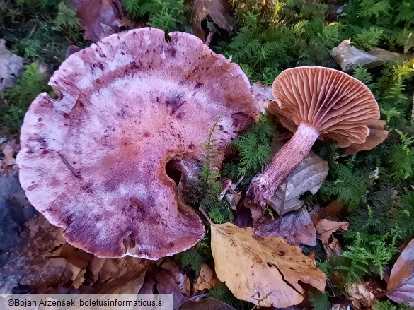 Hygrophorus capreolarius