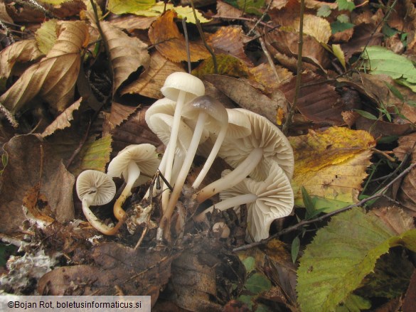 Marasmius torquescens