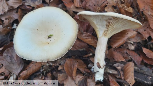 Infundibulicybe geotropa