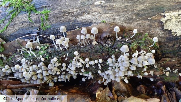 Coprinellus disseminatus