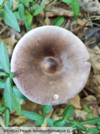 Russula amara