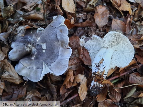 Tricholoma portentosum