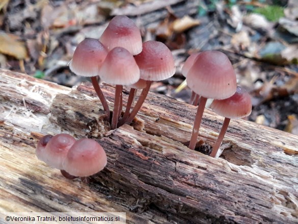 Mycena haematopus