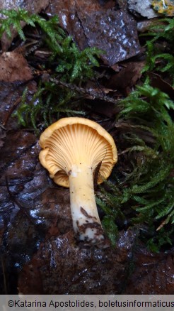 Cantharellus cibarius