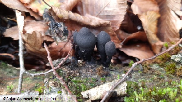 Xylaria polymorpha