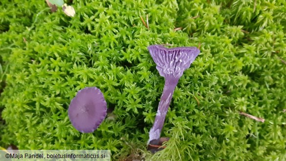 Laccaria amethystina