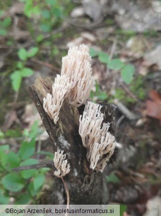 Artomyces pyxidatus