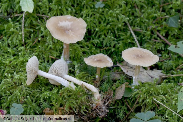 Clitocybe fragrans