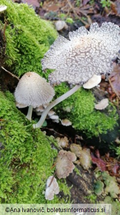 Coprinus giganteoporus