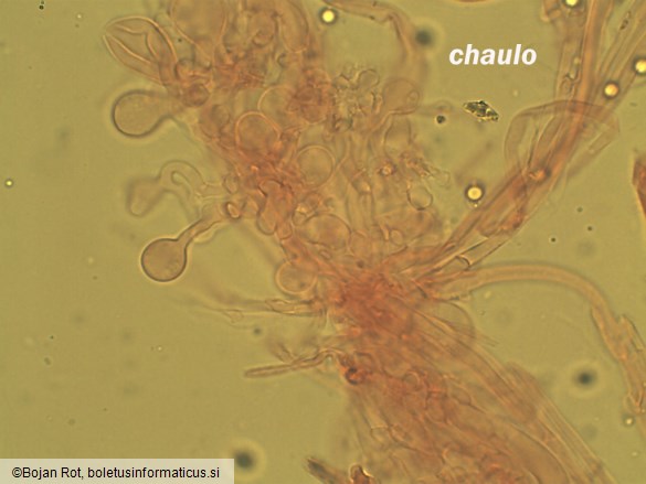 Atheniella flavoalba