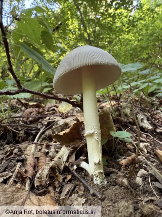 Amanita battarrae