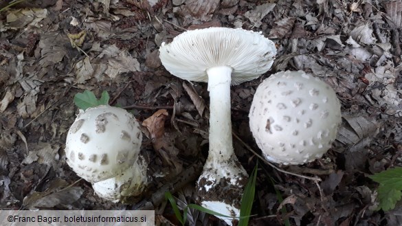 Amanita strobiliformis