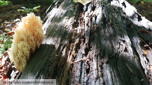 Artomyces pyxidatus