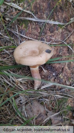 Paxillus involutus