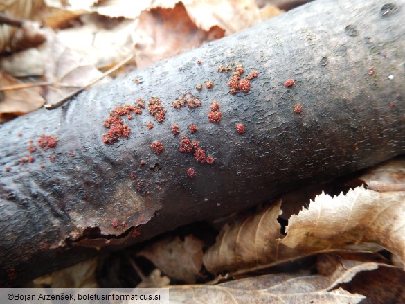 Nectria cinnabarina