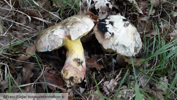 Butyriboletus fechtneri