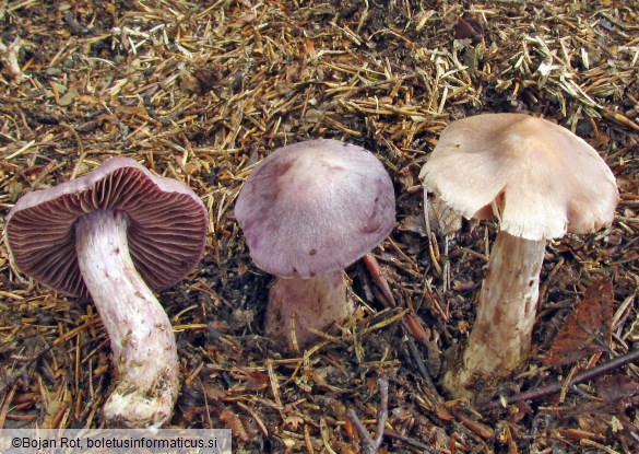 Cortinarius malachius
