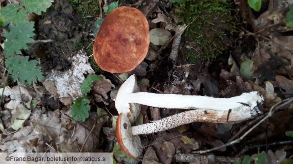 Leccinum aurantiacum