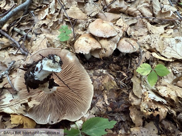 Hebeloma sinapizans