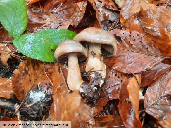 Cortinarius infractus