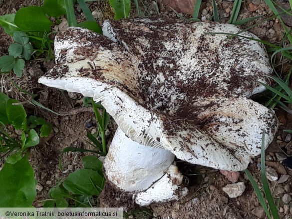 Russula ionochlora