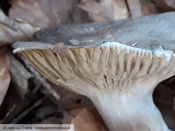 Hygrophorus marzuolus