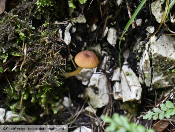 Entoloma formosum