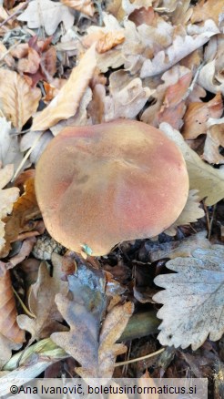 Boletus queletii